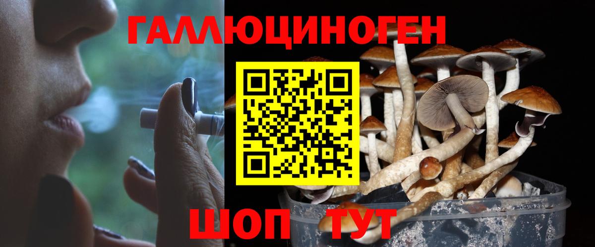 Галлюциногенные грибы Psilocybe Ачхой-Мартан